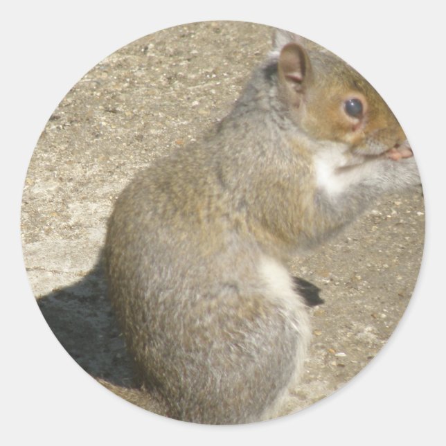 Squirrel Hungry Horatio Sticker (Front)