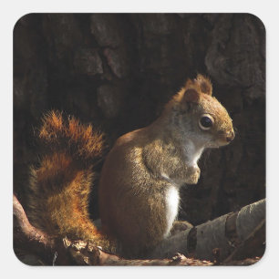 Squirrel in a Patch of Sun Square Sticker