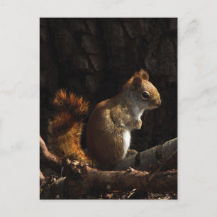 Squirrel in a Patch of Sunlight Postcard