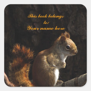 Squirrel in a Patch of Sunlight Square Sticker
