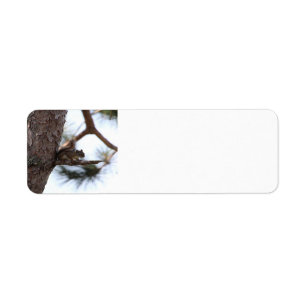 Squirrel in a Pine Tree Address Labels