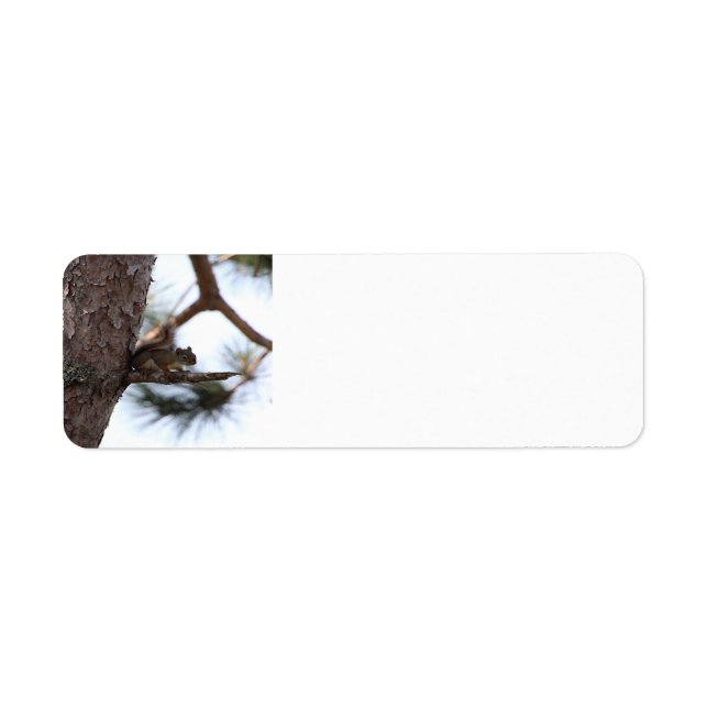 Squirrel in a Pine Tree Address Labels (Front)