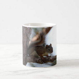Squirrel in a Pine Tree Coffee Mug