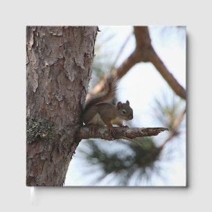 Squirrel in a Pine Tree Guest Book
