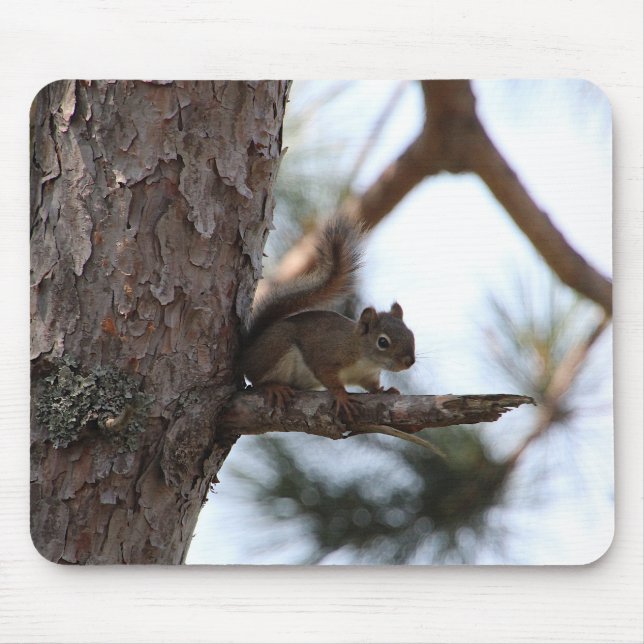 Squirrel in a Pine Tree Mouse Pad (Front)