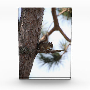 Squirrel in a Pine Tree Photo Block