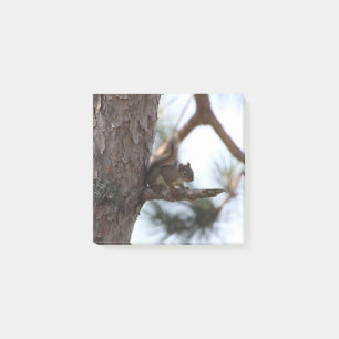 Squirrel in a Pine Tree Post-it Notes
