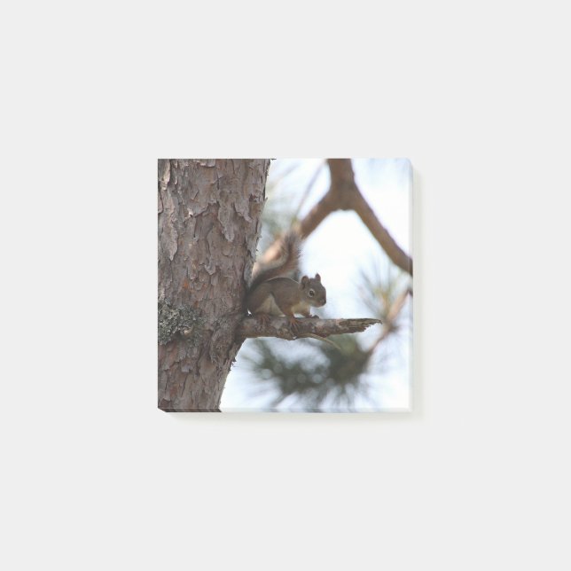 Squirrel in a Pine Tree Post-it Notes (Front)