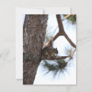 Squirrel in a Pine Tree Postcard