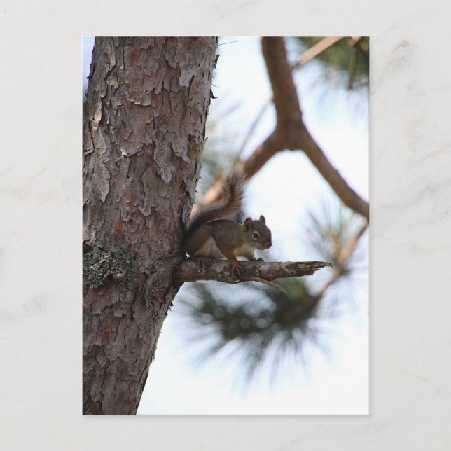 Squirrel in a Pine Tree Postcard (Front)