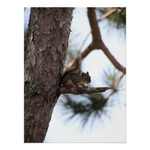 Squirrel in a Pine Tree Poster