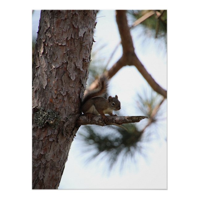 Squirrel in a Pine Tree Poster (Front)