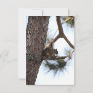 Squirrel in a Pine Tree Response Cards