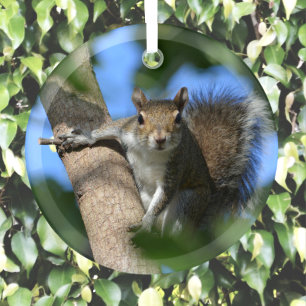 Squirrel in a Tree Photographic Wildlife Glass Tree Decoration