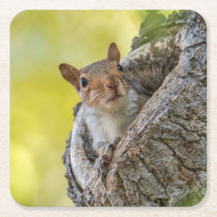Squirrel in a Tree Square Paper Coaster