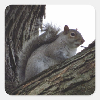 Squirrel in a Tree Square Sticker