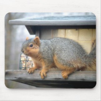 Squirrel in Bird Feeder Mouse Pad