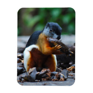 Squirrel in Borneo Jungle Magnet