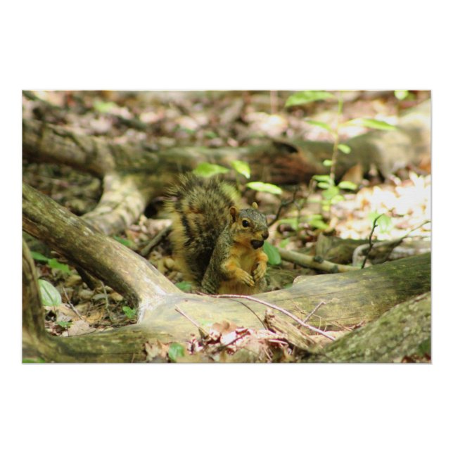 Squirrel in Forest Poster (Front)