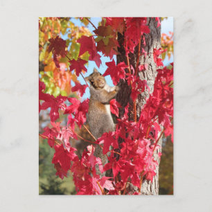 Squirrel in red autumn tree postcard