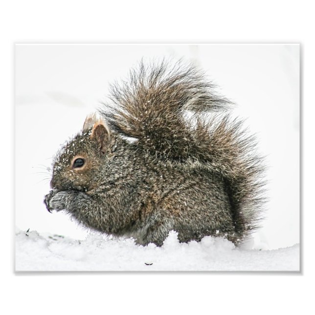 Squirrel in Snow Photography Print (Front)