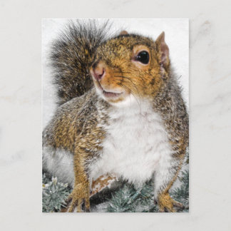Squirrel In Snow Postcard