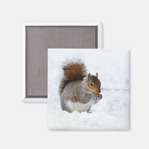 Squirrel in Snow with Berry Magnet