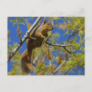 squirrel in the tree Postcard