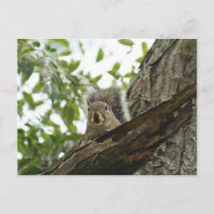 Squirrel In The Tree Postcard