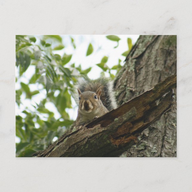 Squirrel In The Tree Postcard (Front)