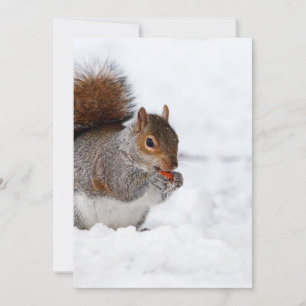 Squirrel in the Winter