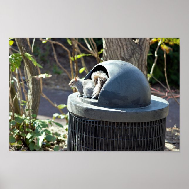 Squirrel in Trash Can Poster (Front)