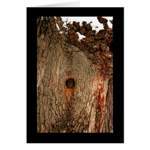 Squirrel in Tree
