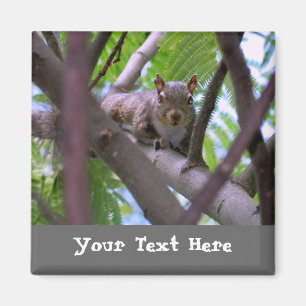 Squirrel in Tree Fridge Magnet