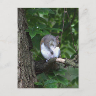 Squirrel in Tree Photo Postcard