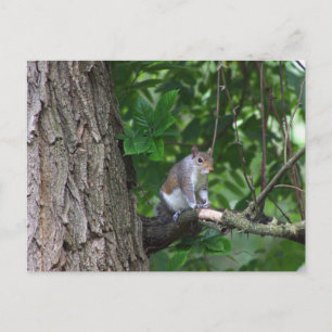Squirrel in Tree Photo Postcard
