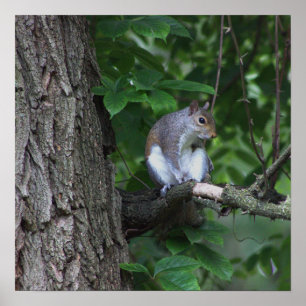 Squirrel in Tree Photo Poster