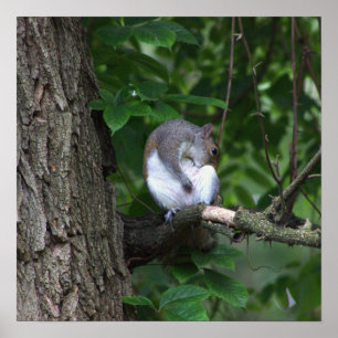 Squirrel in Tree Photo Poster