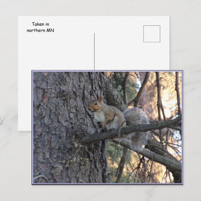 Squirrel in Tree Postcard (Front/Back)
