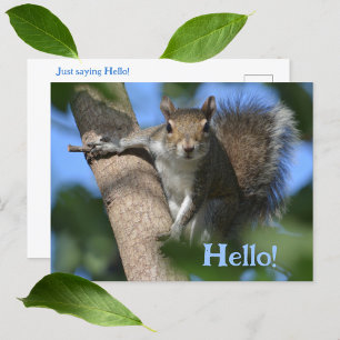 Squirrel in Tree Watching You Cute Photographic Postcard
