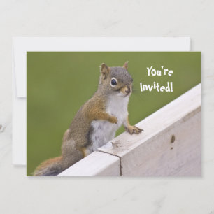 Squirrel invitation