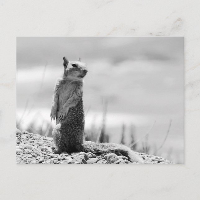 Squirrel Invitation Postcard (Front)