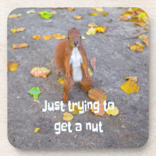 squirrel Just trying to get a nut Coaster
