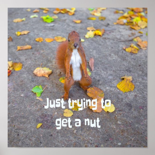 squirrel Just trying to get a nut Poster (Front)