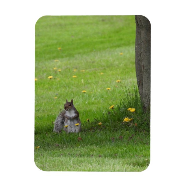Squirrel looking cute magnet (Vertical)
