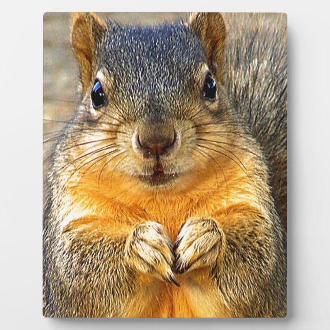 Squirrel Love_ Plaque (Front)