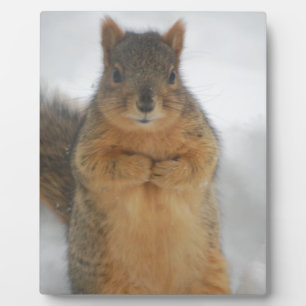Squirrel Love Plaque