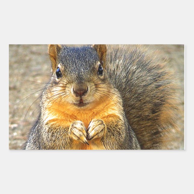 Squirrel Love_ Rectangular Sticker (Front)
