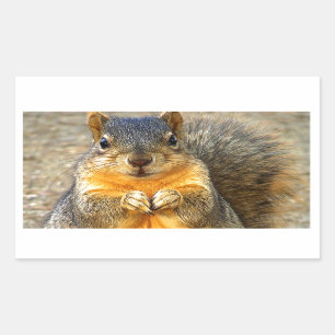 Squirrel Love_ Rectangular Sticker