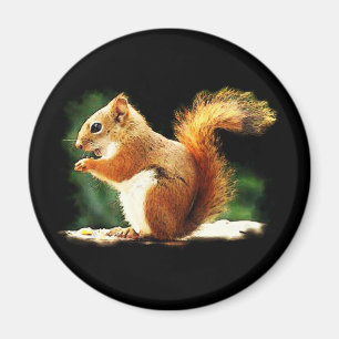 Squirrel Magnet
